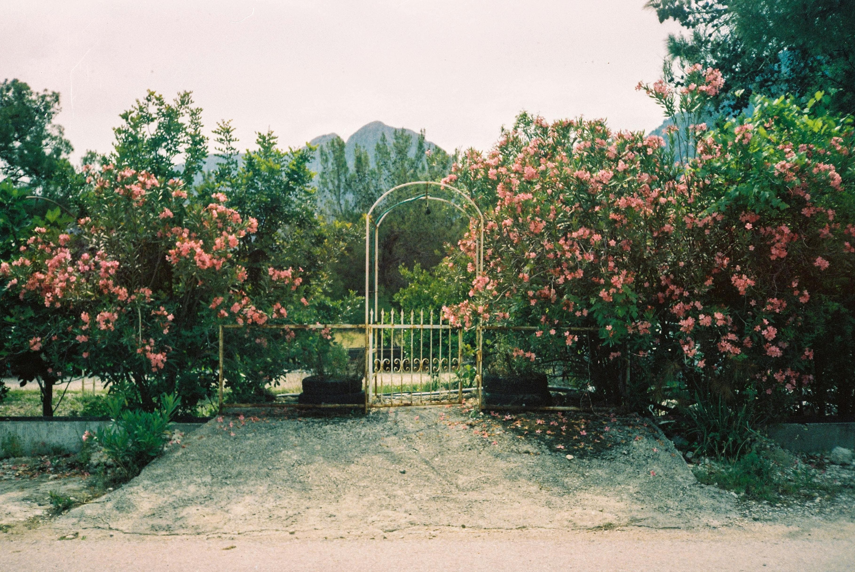 A wrought-iron gate framed by blooming rose bushes, mountains beyond